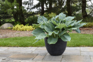 10 Ideas for Designing a Hosta Garden That Wows