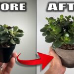 7 Jade Plant Care Tips That You Need to Know – Houseplant Care