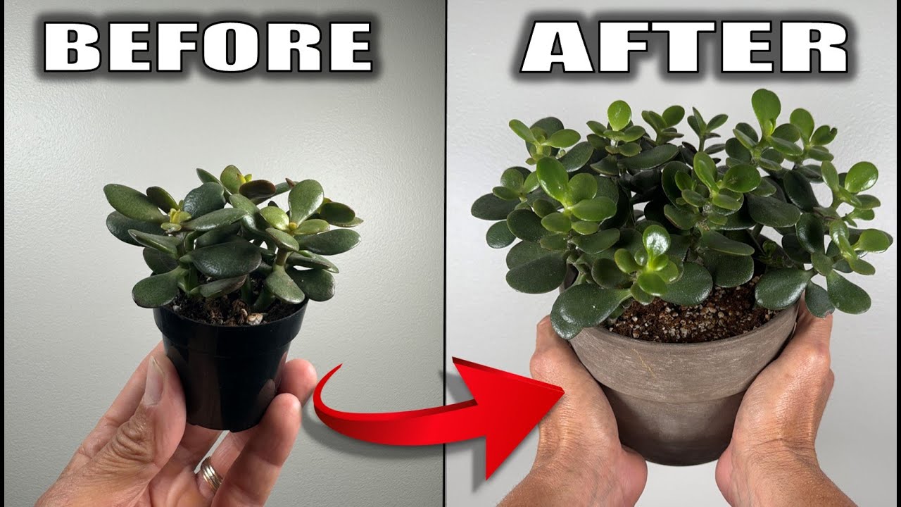 7 Jade Plant Care Tips That You Need to Know – Houseplant Care